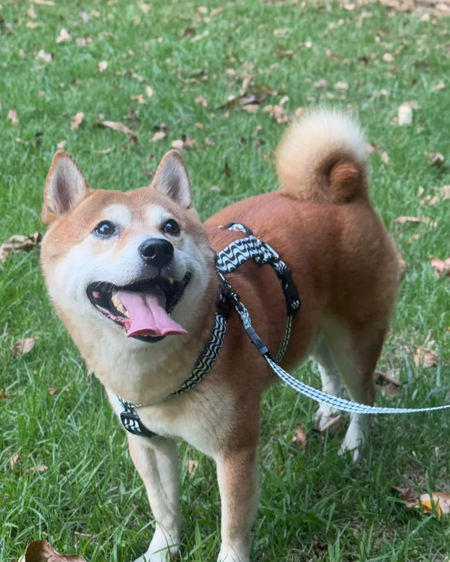 Cachorro shiba feliz passeando de peitoral e guia no gramado